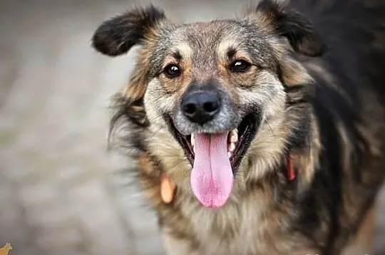 Śliczny, młody, wesoły piesek! Adopcja z Fundacji!