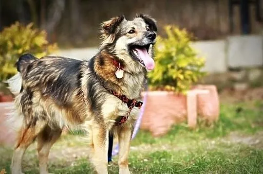 Śliczny, młody, wesoły piesek! Adopcja z Fundacji!