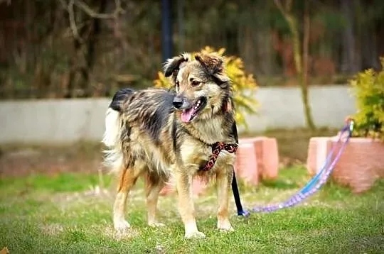 Śliczny, młody, wesoły piesek! Adopcja z Fundacji!