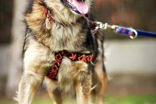 Śliczny, młody, wesoły piesek! Adopcja z Fundacji!