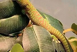 Felsuma madagaskarska  ( Phelsuma madagascariensis grandis )