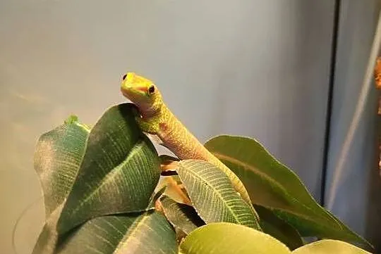 Felsuma madagaskarska  ( Phelsuma madagascariensis grandis ), Łódzkie, Łęczyca