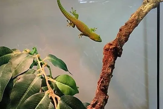 Felsuma madagaskarska  ( Phelsuma madagascariensis grandis ), Łódzkie, Łęczyca
