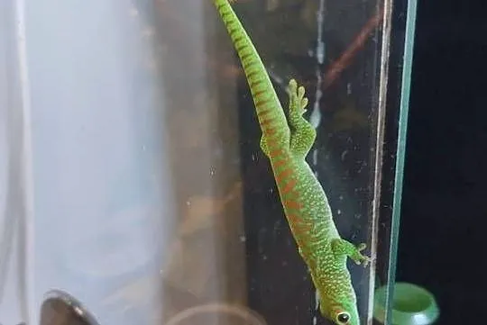 Felsuma madagaskarska  ( Phelsuma madagascariensis grandis ), Łódzkie, Łęczyca