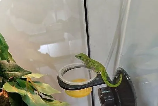 Felsuma madagaskarska  ( Phelsuma madagascariensis grandis ), Łódzkie, Łęczyca