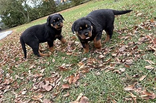 Szczeniaki rottweiler