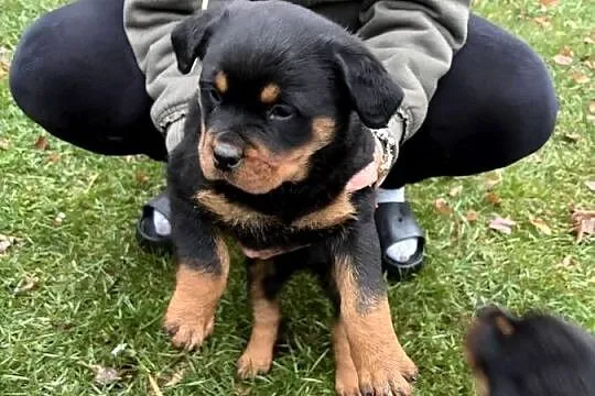 Szczeniaki rottweiler, Mazowieckie, Łochów
