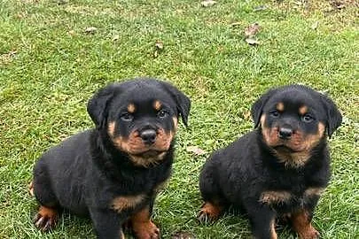 Szczeniaki rottweiler, Mazowieckie, Łochów