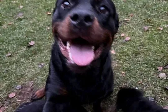 Szczeniaki rottweiler, Mazowieckie, Łochów