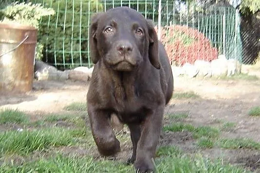Labrador retriever szczeniaki czekoladowe rodowodowe ZKWP Lublin, 