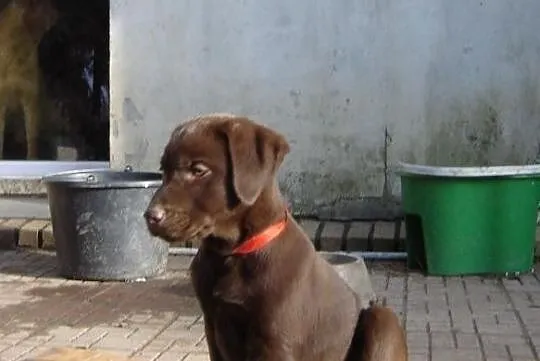 Labrador retriever szczeniaki czekoladowe rodowodo, Lublin