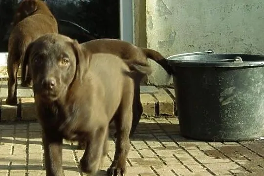 Labrador retriever szczeniaki czekoladowe rodowodowe ZKWP Lublin, 