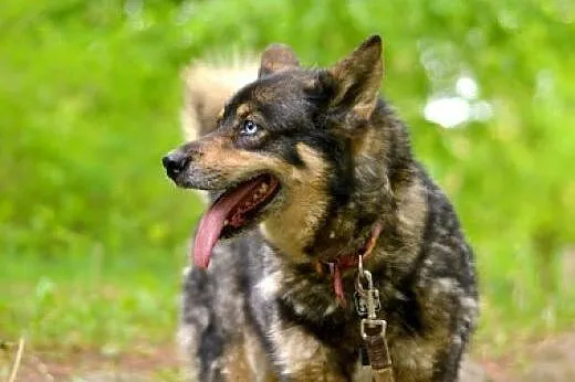 Tosia, sunia w typie husky czeka na adopcję,  doln