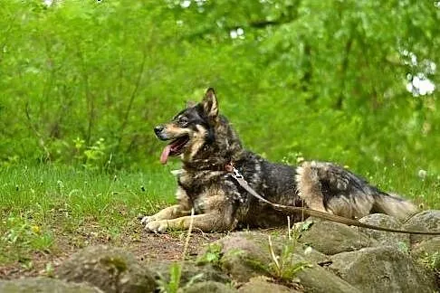 Tosia, sunia w typie husky czeka na adopcję,  doln