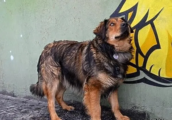 Tedi pilnie potrzebuje domku