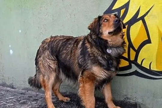 Tedi pilnie potrzebuje domku