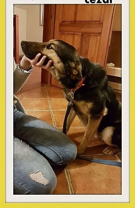 CEZAR,uratowany z koszmaru psi dzieciak,średni pie