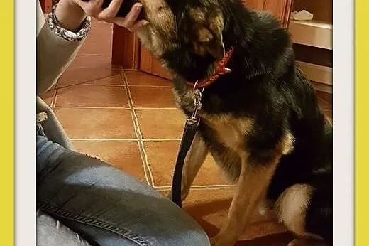 CEZAR,uratowany z koszmaru psi dzieciak,średni pie