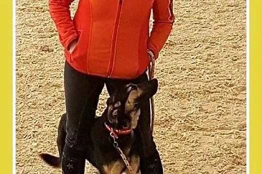 CEZAR,uratowany z koszmaru psi dzieciak,średni pie