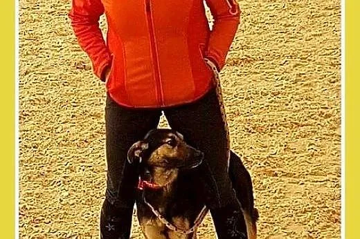 CEZAR,uratowany z koszmaru psi dzieciak,średni pie