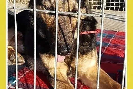 CEZAR,uratowany z koszmaru psi dzieciak,średni pie