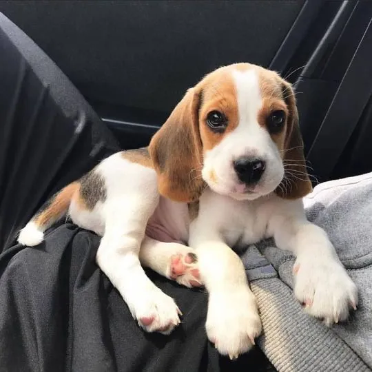 Szczenięta rasy beagle są już gotowe do zamieszkania w nowych domach., Małopolskie, Kraków