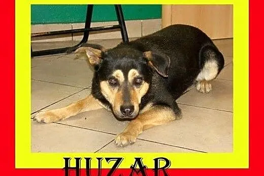 Średnio aktywny,kocha spacery,czujny,odważny,pies HUZAR,  małopolskie Kraków