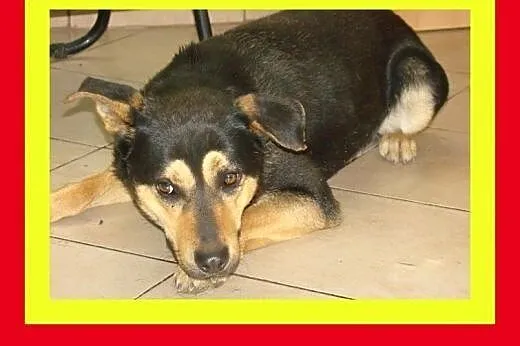 Średnio aktywny,kocha spacery,czujny,odważny,pies 