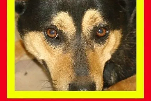 Średnio aktywny,kocha spacery,czujny,odważny,pies 