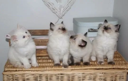 Kocięta Gccf Ragdoll. napisz do nas na WhatsApp: +27848239748, , Erazmów