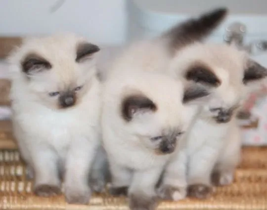 Kocięta Gccf Ragdoll. napisz do nas na WhatsApp: +27848239748