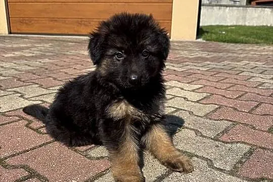 owczarek niemiecki długowłosy suka, Śląskie, Rogoźnik