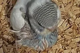 Sprzedam papugę do ręcznego karmienia