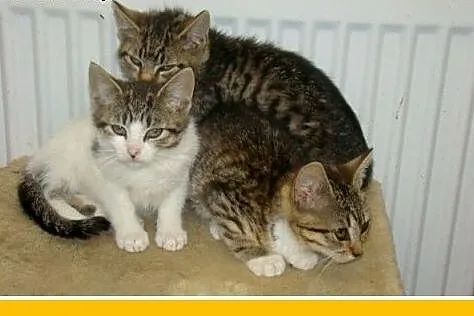 2 mies.kociaki czekają na domy w schronisku,kocicz