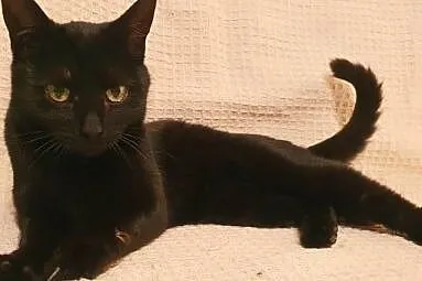 LUNA - cudowna, czarna koteczka do pokochania od zaraz