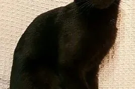 LUNA - cudowna, czarna koteczka do pokochania od zaraz, Mazowieckie, Warszawa