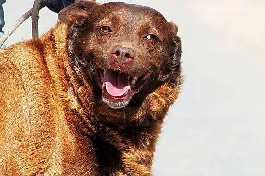 NUTELLA - czekoladowa kulka do adopcji,  Kundelki 