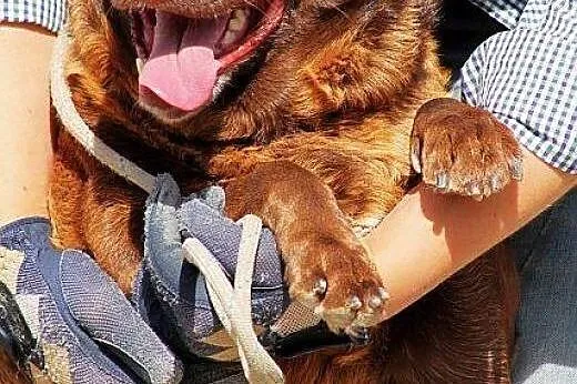 NUTELLA - czekoladowa kulka do adopcji,  Kundelki 
