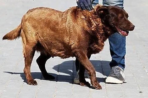NUTELLA - czekoladowa kulka do adopcji,  Kundelki 