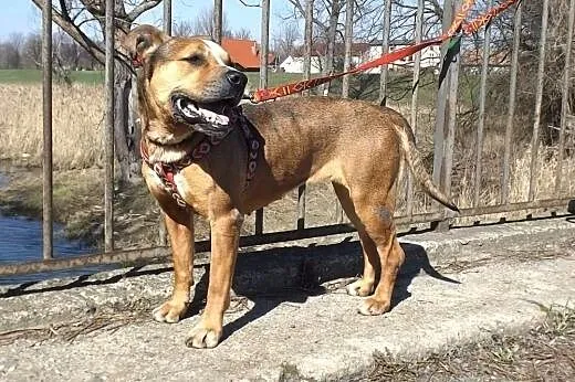Piękna Negra w typie TTB ZNOWU szuka domu,  dolnoś