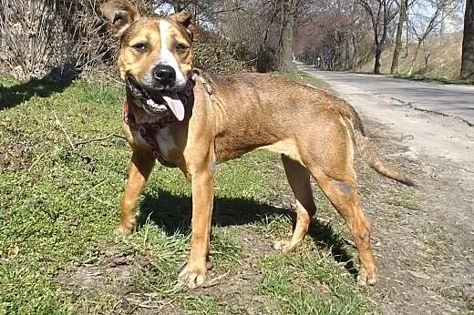 Piękna Negra w typie TTB ZNOWU szuka domu,  dolnoś