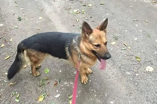 Rysiek - psi olimpijczyk, wyjątkowy mix owczarka :