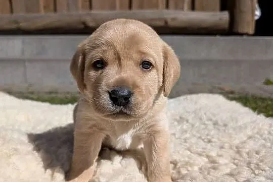 Labrador retriever