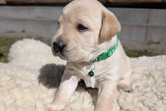 Labrador retriever, Pomorskie, Chmielno
