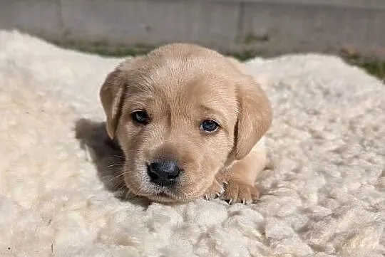 Labrador retriever, Pomorskie, Chmielno