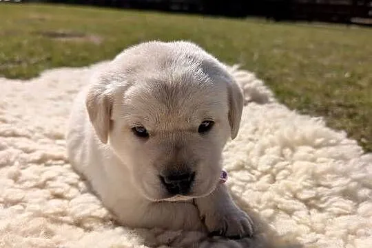 Labrador retriever, Pomorskie, Chmielno