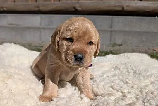 Labrador retriever, Pomorskie, Chmielno