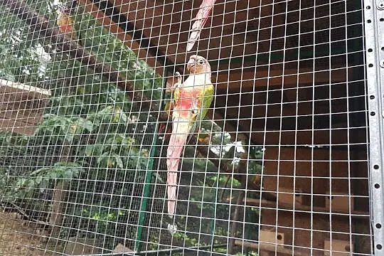 Rudosterki zielonolice mutacje, Małopolskie, Myślenice