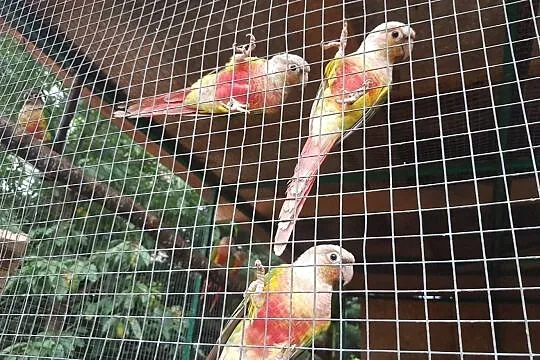 Rudosterki zielonolice mutacje, Małopolskie, Myślenice