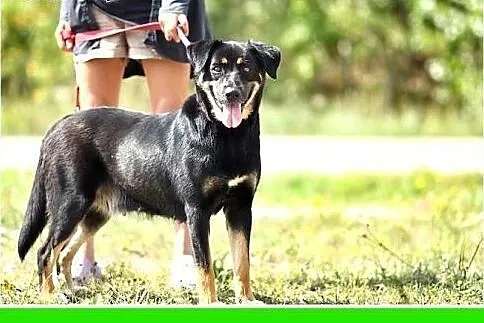 25 kg,młoda 2 letnia,do dzieci,misiowata,łagodna s
